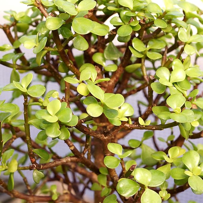 Brussel's Bonsai Live Dwarf Jade Bonsai Tree, Indoor - Small, 3 Years Old, 5 to 8 Inches Tall - Jade Tree in Zen Ceramic Bonsai Pot