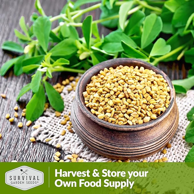 2 Packs Fenugreek Seed for Planting with Instructions to Grow Samudra Methi in Your Home Vegetable Garden - Non-GMO Heirloom - Good Microgreens or Sprouts - Survival Garden Seeds