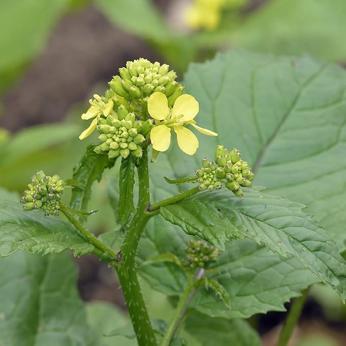 Outsidepride 10000 Seeds Annual Black Mustard Herb Garden Seed for Microgreens, Sprouts, & Cooking