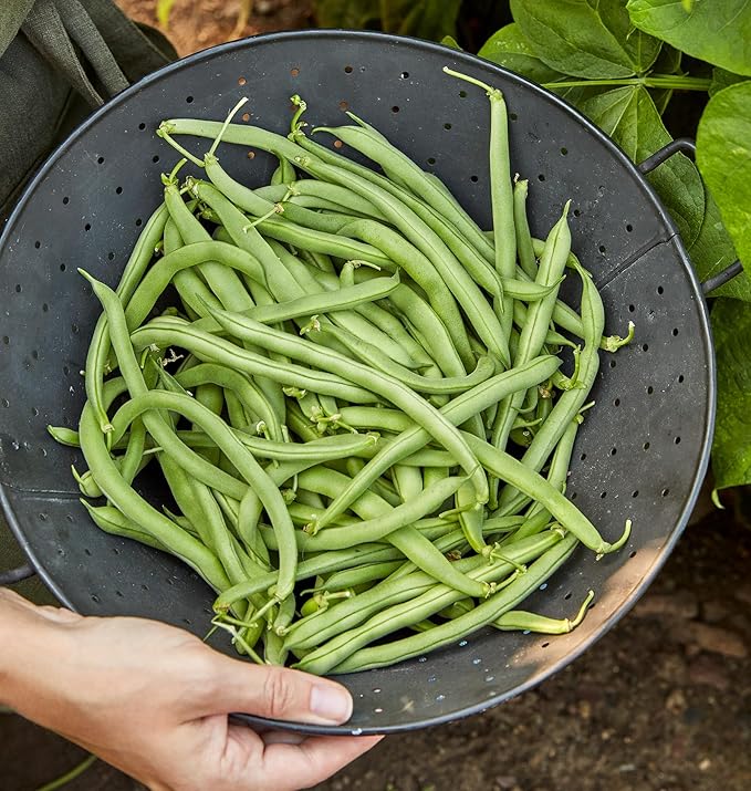 Burpee Straight Eight Slicing Cucumber 200 Seeds and Blue Lake 274 Bush Bean 2 oz Seeds Vegetable Garden Bundle