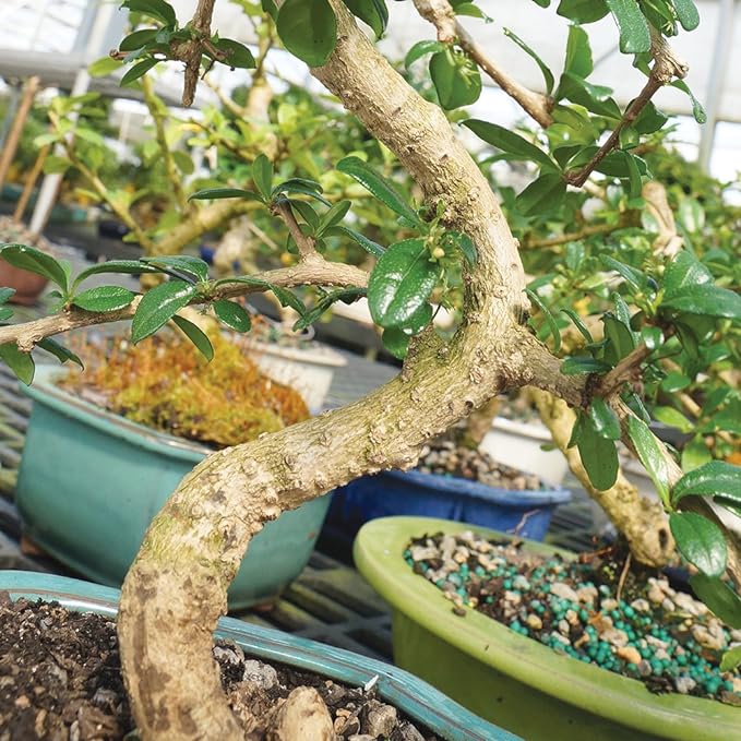 Brussel's Bonsai CT0116FT, Fukien Tea Indoor Bonsai Tree, SMALL