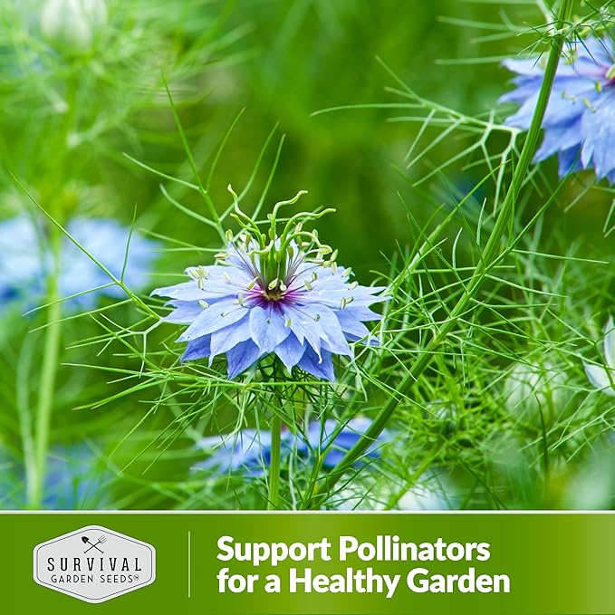 Black Cumin Seed for Planting - 3 Packets with Instructions to Plant and Grow Beneficial Nigella Sativa Plants in Your Home Vegetable Garden - Non-GMO Heirloom Variety - Survival Garden Seeds