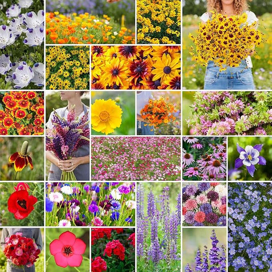 Eden Brothers Western Wildflower Mixed Seeds for Planting, 1/4 lb, 120,000+ Seeds with Cornflower, Blanket Flower | Attracts Pollinators, Plant in Spring or Fall, Zones 3, 4, 5, 6, 7, 8, 9, 10