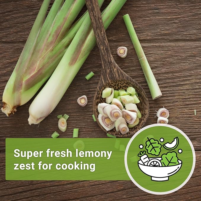 Sow Right Seeds - Lemon Grass Seed for Planting - 1600 Seeds, 1.2 Grams, Non-GMO Heirloom Bulk Jumbo Pack with Instructions to Plant and Grow an Herb Garden - Grow Loads of This Culinary Herb