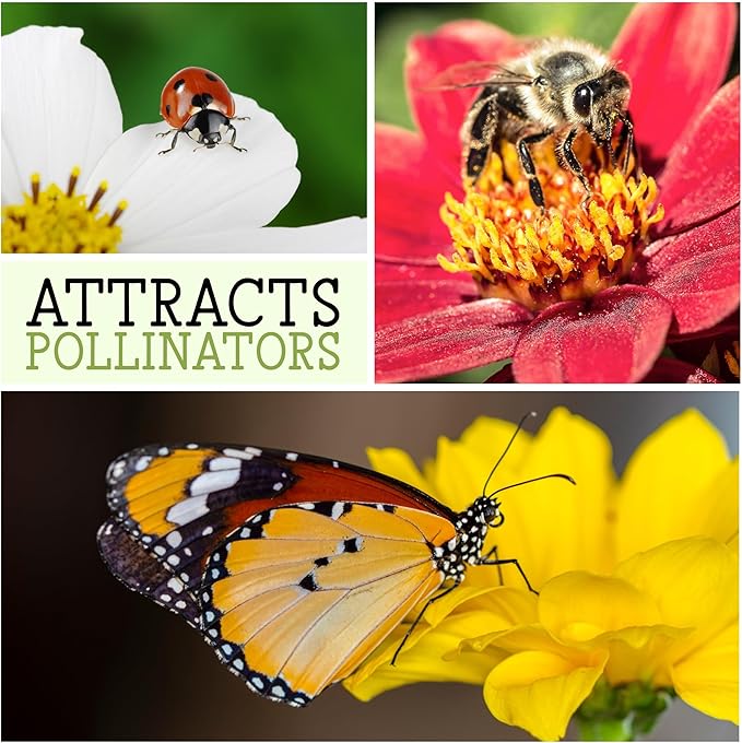 Seed Needs, Cleome Seeds - 1,500 Heirloom Seeds for Planting Cleome hassleriana - Spider Blend Attracts Butterflies, Bumblebees & Other Pollinators (2 Packs)