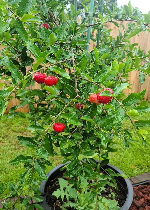 Premium Barbados Cherry Plant Soil Mix by Gardenera - Stimulate Growth and Elevate Fruity Delights with Nourishing Formula - 5 Quart