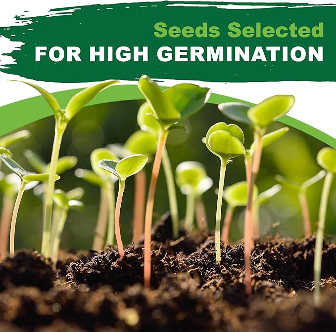 TKE Farms & Gardens - Lemon Balm Seeds for Planting, 250Mg, 300+ Heirloom, Non-GMO Seeds, Instructions Included to Grow This Fragrant Medicinal Herb, Melissa officinalis, Qty 1