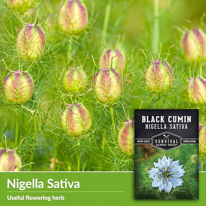 Black Cumin Seed for Planting - 2 Packets with Instructions to Plant and Grow Beneficial Nigella Sativa Plants in Your Home Vegetable Garden - Non-GMO Heirloom Variety - Survival Garden Seeds