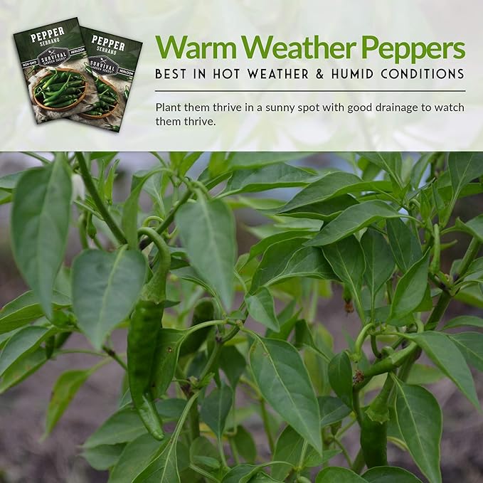 Survival Garden Seeds Serrano Pepper Seeds for Planting – 5 Packs with Instructions to Grow Spicy Mexican Peppers in Your Home Vegetable Garden – Non-GMO Heirloom Variety Seeds