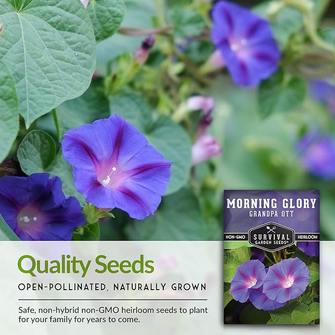 Survival Garden Seeds - Grandpa OTT Morning Glory Seed for Planting - 3 Packs with Instructions to Plant and Grow Ipomoea Purpurea in Your Home Vegetable Garden - Non-GMO Heirloom Variety