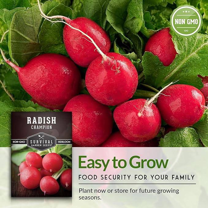 Survival Garden Seeds - Champion Radish Seed for Planting - Packet with Instructions to Plant and Grow Red Radishes in Your Home Vegetable Garden - Non-GMO Heirloom Variety Vegetable Seed