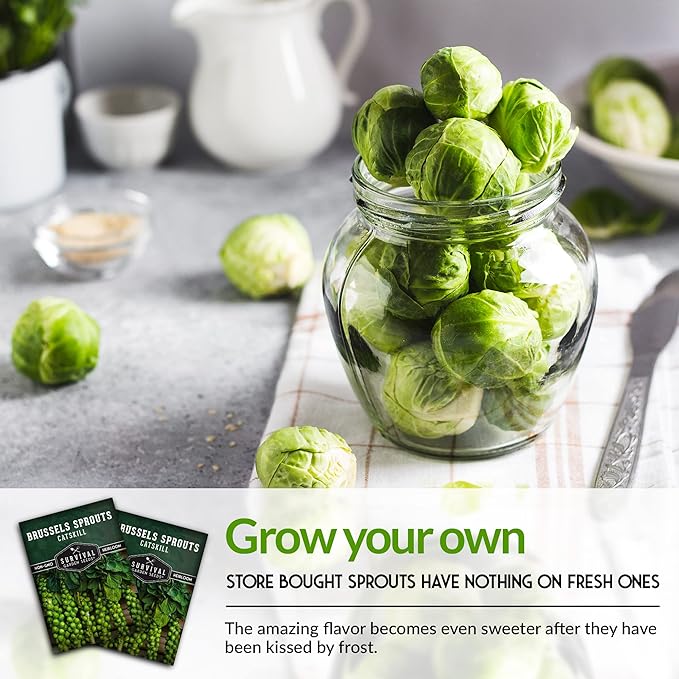 Survival Garden Seeds - Catskill Brussels Sprouts Seed for Planting - Packet with Instructions to Plant and Grow Tasty Cruciferous Vegetables in Your Home Vegetable Garden - Non-GMO Heirloom Variety