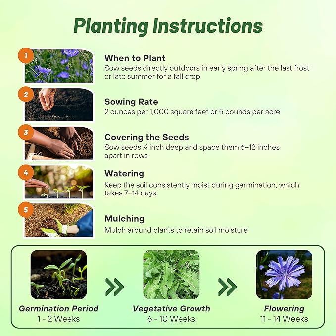 Outsidepride 1/4 lb. Perennial Chicory Flower Seeds for Planting