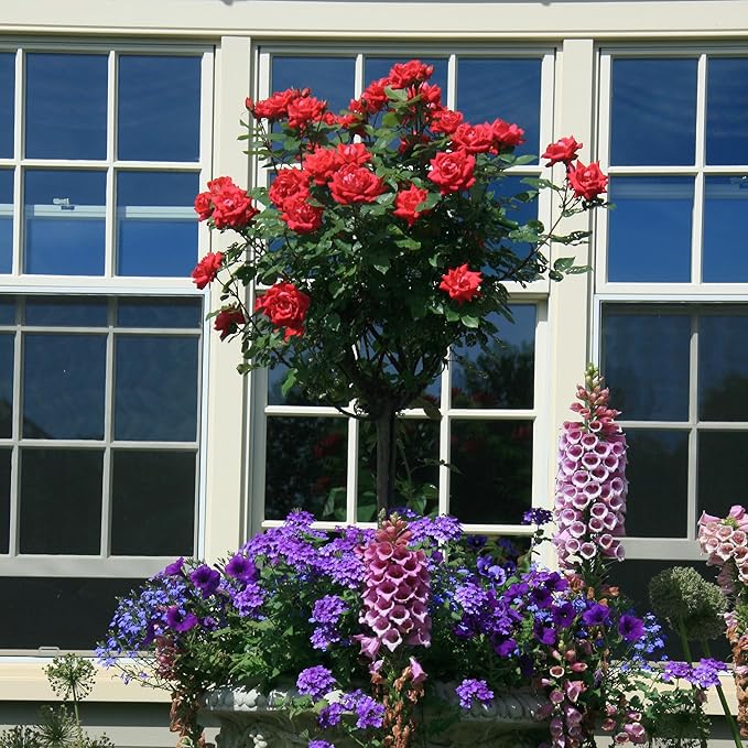 3g Knock Out Double Red Tree Rose