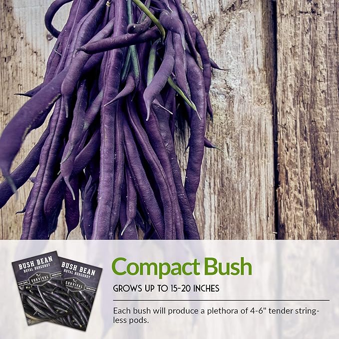 Survival Garden Seeds - Royal Burgundy Bean Seed for Planting - 2 Packs with Instructions to Plant and Grow Stringless Purple Bush Beans in Your Home Vegetable Garden - Non-GMO Heirloom Variety