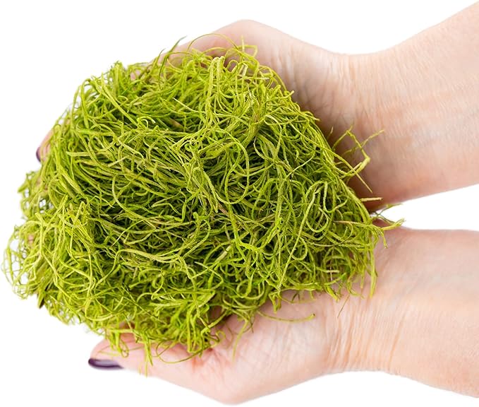 Premium Spanish Moss in Spring Green| Natural Preserved - Great Ground Cover - Filler for Potted Plants - by GARDENERA - 4 Quart Bag