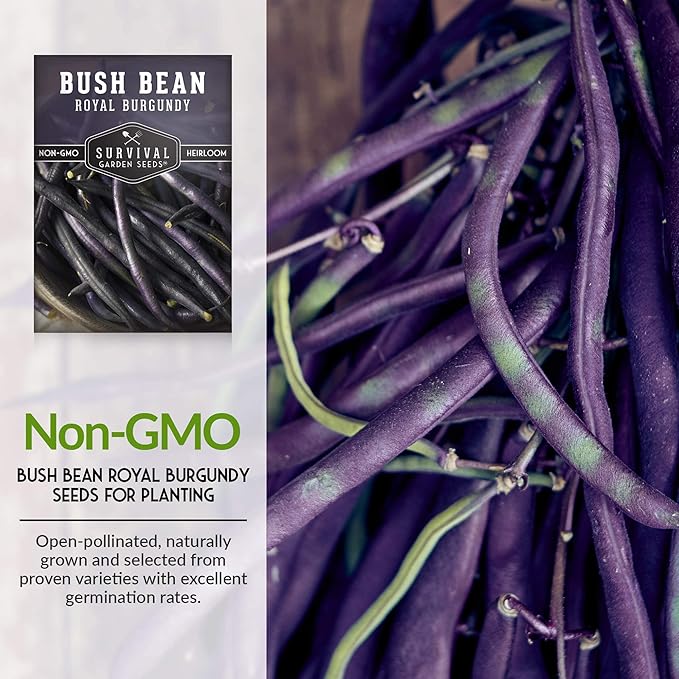 Survival Garden Seeds - Royal Burgundy Bean Seed for Planting - 2 Packs with Instructions to Plant and Grow Stringless Purple Bush Beans in Your Home Vegetable Garden - Non-GMO Heirloom Variety