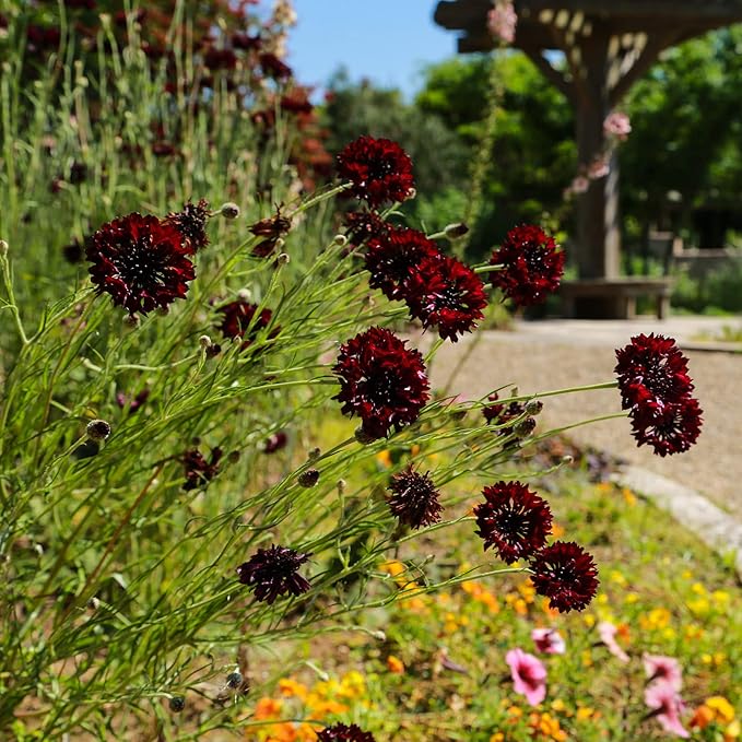 Outsidepride 200 Seeds Perennial Red Scabiosa Pincushion Flower Seeds for Planting