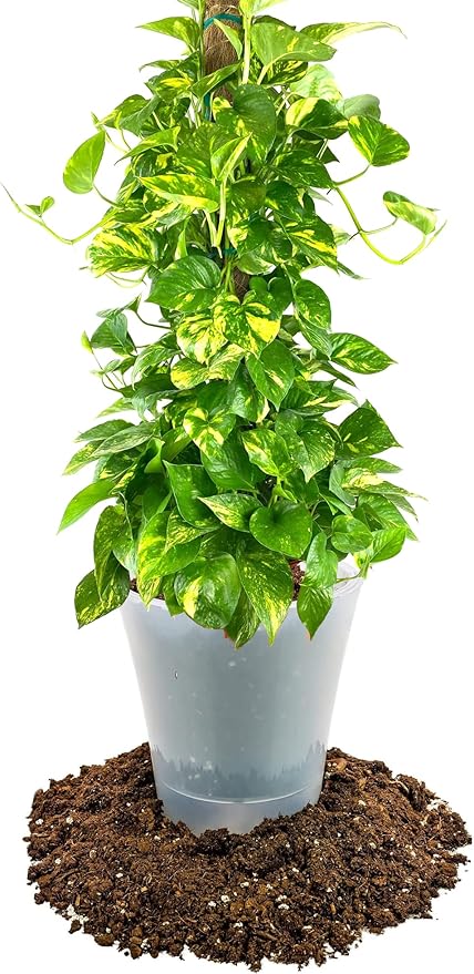 Premium Pothos Potting Soil Mix - Air Cleaning Plant Potting Mix, Soil Mix for Pothos, Parlor Palm, Peace Lily - (3 Quart Bag)