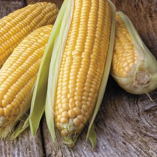 Park Seed Variety of Corn Vegetable Seeds, Plant Seeds, Easy to Grow, Perfect for Harvesting, Honey Select Triplesweet Hybrid, Pack of 200