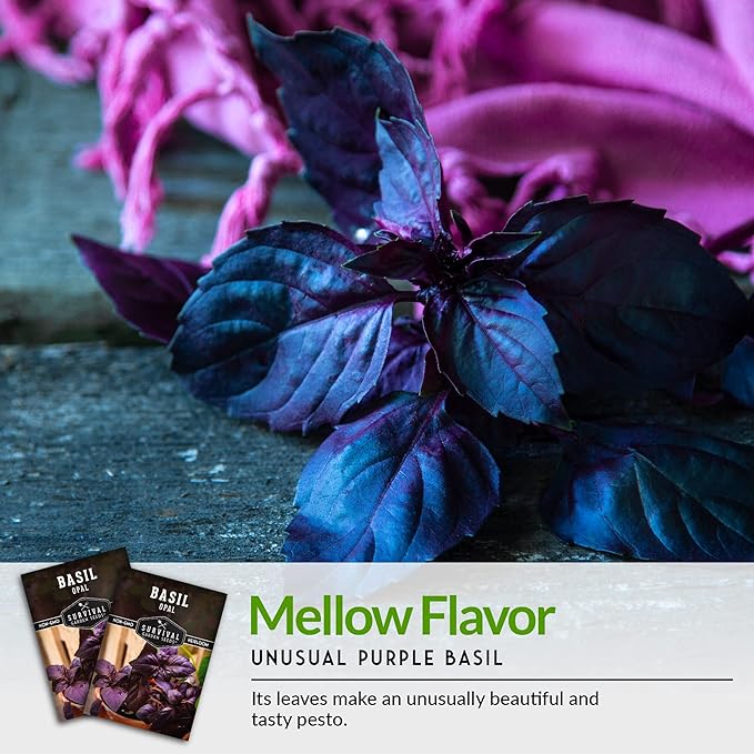 Survival Garden Seeds - Opal Basil Seed for Planting - Packet with Instructions to Plant and Grow Delicious & Unique Purple Basil Herb Plants in Your Home Vegetable Garden - Non-GMO Heirloom Variety