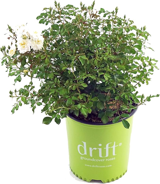 Drift Roses - Rosa White Drift (Rose) Rose, double white flowers, #2 - Size Container
