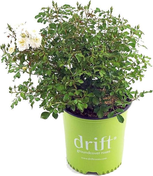 Drift Roses - Rosa White Drift (Rose) Rose, double white flowers, #2 - Size Container