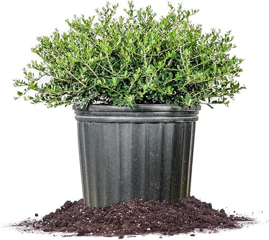 Perfect Plants Schilling Holly Live Plant, 1 Gallon, Includes Care Guide