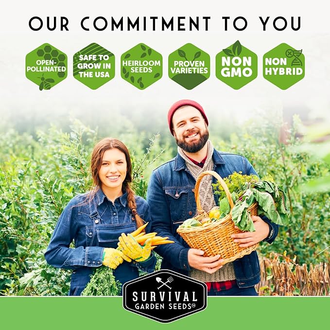 Survival Garden Seeds 5 Packs Beefsteak Tomato Seed for Planting - Packet with Instructions to Plant and Grow Delicious Tomatoes in Your Home Vegetable Garden - Non-GMO Heirloom Variety