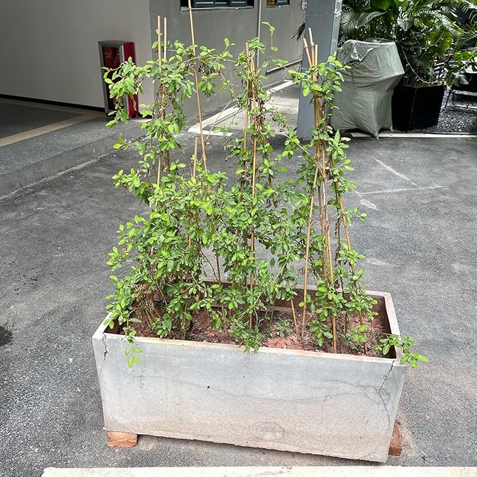 Plant Stakes,12 Inches Natural Garden Bamboo Sticks,BOVITRO 20Pcs Plant Support Stakes for Tomatoes,Beans,Vegetable and Potted Plants