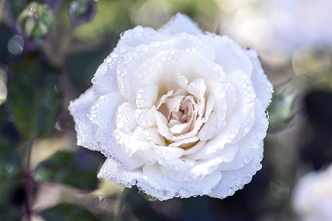 Drift Roses - Rosa White Drift (Rose) Rose, double white flowers, #2 - Size Container