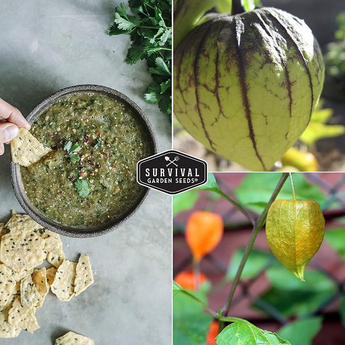 Survival Garden Seeds - Toma Verde Tomatillo Seed for Planting - 5 Packs with Instructions to Plant & Grow Green Salsa Vegetables in Your Home Vegetable Garden - Non-GMO Heirloom Variety