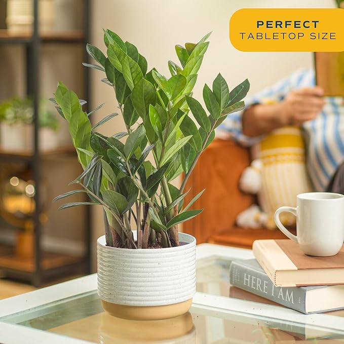 Costa Farms ZZ Live Indoor Tabletop Plant in 6-Inch Grower Pot