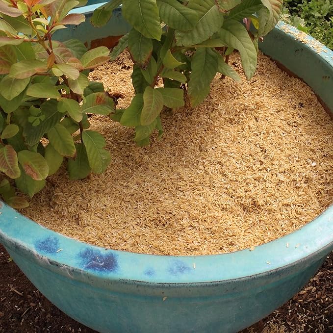 Premium Rice Hulls by Gardenera - Create Healthy and Resilient Plants Through Enhanced Aeration and Drainage - 20 QUARTS