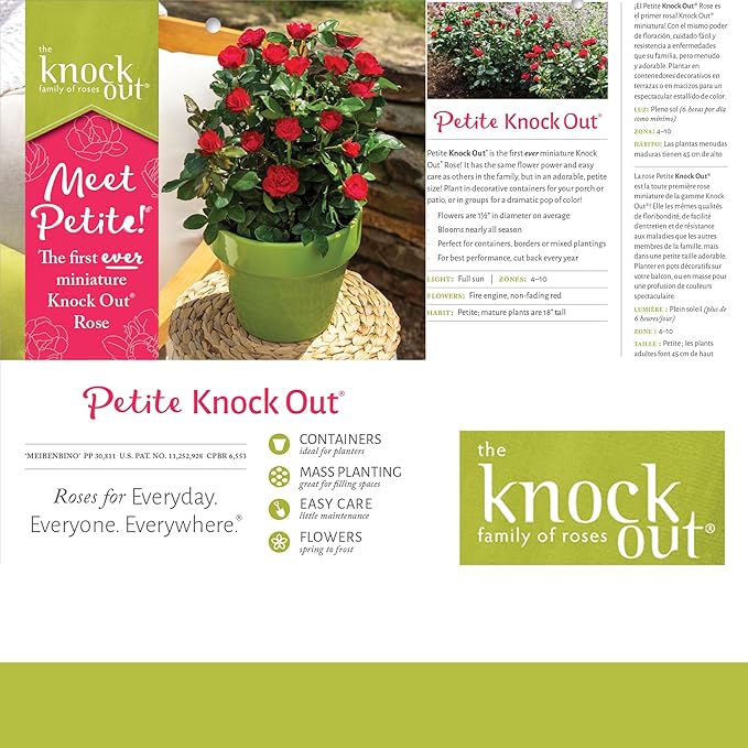 2 Quart Knock Out Rose Petite Shrub