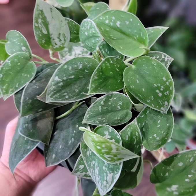 Premium Scindapsus Sterling Plant Soil Mix by Gardenera - Stimulate Growth and Elevate Variegation Beauty with Nourishing Formula - 5 Quart