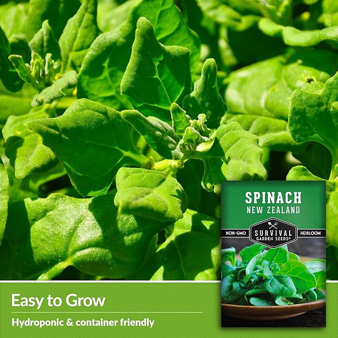 New Zealand Spinach Seed for Planting - 3 Packets with Instructions to Plant & Grow Tetragonia Tetragonoides in Your Home Vegetable Garden - Non-GMO Heirloom Variety - Survival Garden Seeds