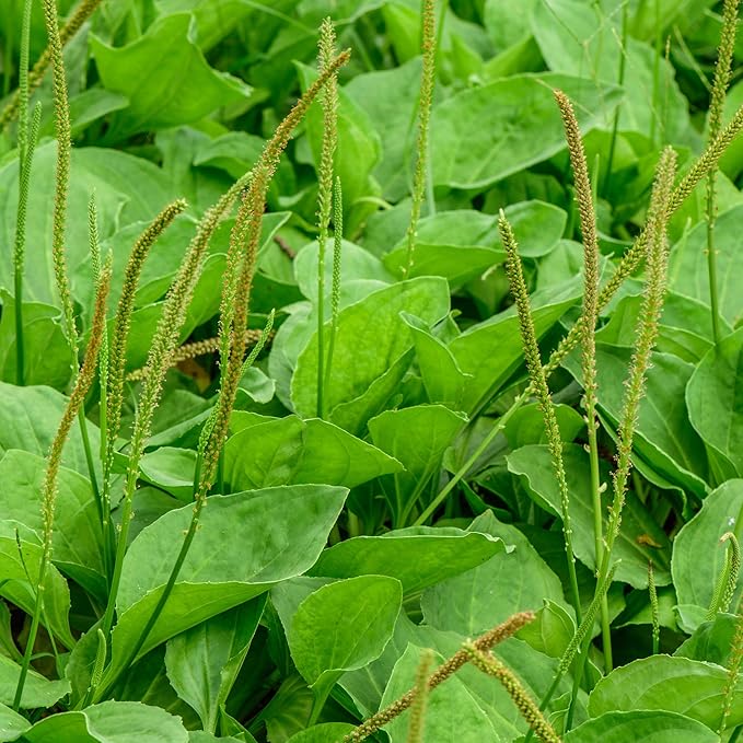 Outsidepride 5000 Seeds Perennial Common Green Plantain Herb Garden Seed for Planting