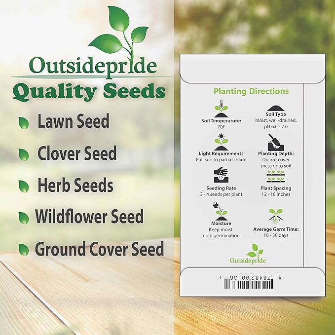 Outsidepride 200 Seeds Perennial Maroon Beaujolais Bonnets Scabiosa Pincushion Flower Seeds for Planting