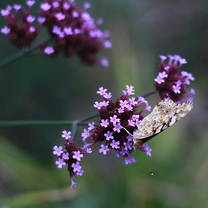 Outsidepride 5000 Seeds Perennial Verbena Bonariensis Purpletop Vervain Flower Seeds for Planting