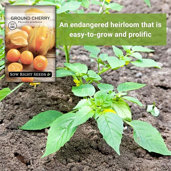 Sow Right Seeds - Ground Cherries Seeds for Planting - Non-GMO Heirloom Packet with Instructions to Plant an Outdoor Home Vegetable Garden - Mexican Husk Tomato - Endangered Variety (4)