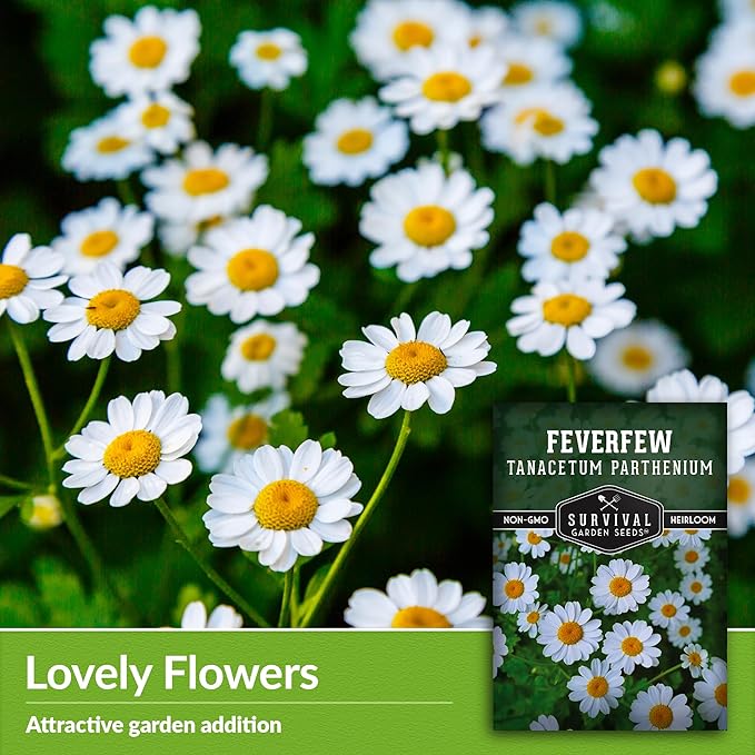 Feverfew Seeds for Planting - 5 Packets with Instructions to Plant and Grow Your Own Bachelor's Buttons in Your Home Vegetable or Herb Garden - Non-GMO Heirloom Variety - Survival Garden Seeds