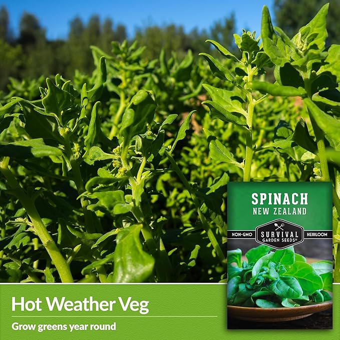 New Zealand Spinach Seed for Planting - 3 Packets with Instructions to Plant & Grow Tetragonia Tetragonoides in Your Home Vegetable Garden - Non-GMO Heirloom Variety - Survival Garden Seeds