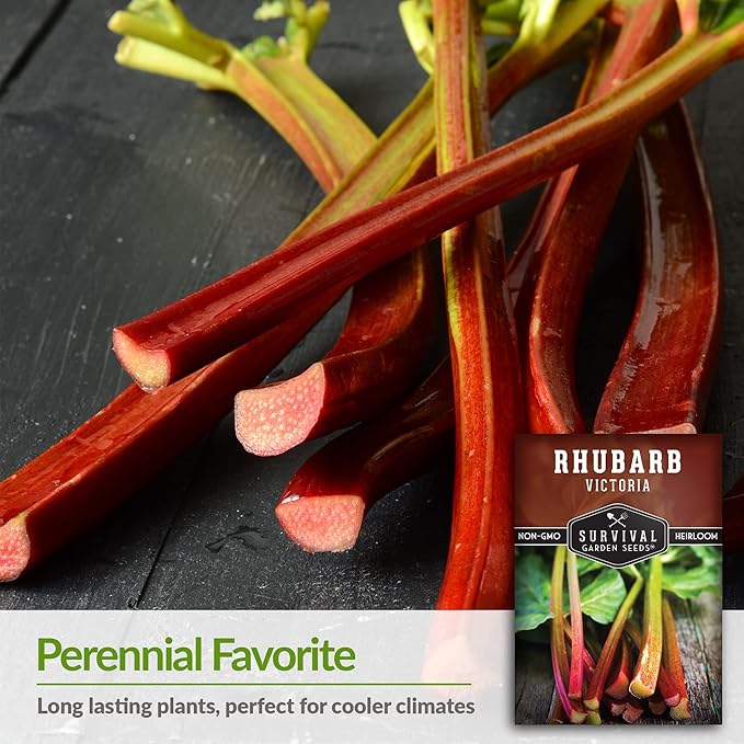 Survival Garden Seeds - Victoria Rhubarb Seed for Planting - 5 Packets with Instructions to Plant and Grow Cold-Tolerant Perennial Spring Vegetables in Your Home Garden - Non-GMO Heirloom Variety