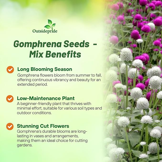 Outsidepride 1000 Seeds Annual Gomphrena Globosa Flower Seed Mix for Planting