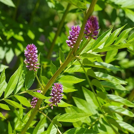 Outsidepride 200 Seeds Perennial Glycyrrhiza Glabra Licorice Root Herb Garden Seed for Planting