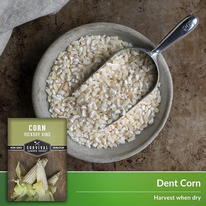 Hickory King Corn Seed for Planting - 2 Packets with Instructions to Plant and Grow White Field or Dent Corn in Your Home Vegetable Garden - Non-GMO Heirloom Variety - Survival Garden Seeds