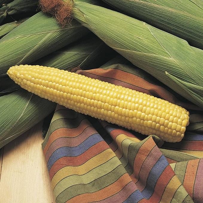Park Seed Variety of Corn Vegetable Seeds, Plant Seeds, Easy to Grow, Perfect for Harvesting, Honey Select Triplesweet Hybrid, Pack of 200