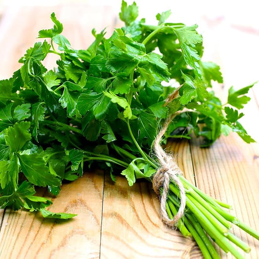 Italian Flat Leaf Parsley Herb Seeds for Planting - Over 3,000 Seeds - Heirloom, Non-GMO - Woods Creek Seeds