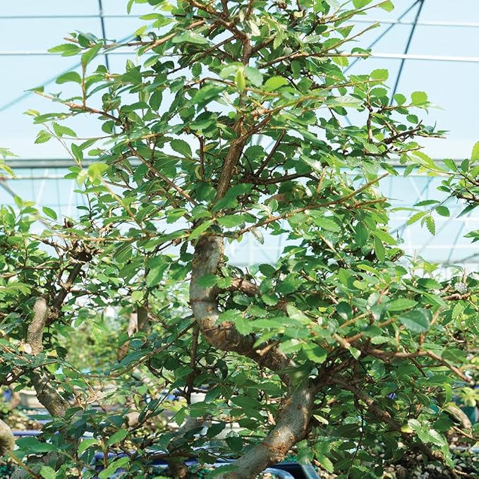Brussel's Bonsai Live Chinese Elm Bonsai Tree, Outdoor - Medium, 7 Years Old, 8 to 10 inches Tall - Includes Decorative Ceramic Bonsai Pot